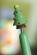 Długopis Göte zielony